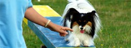 Hund på en planka