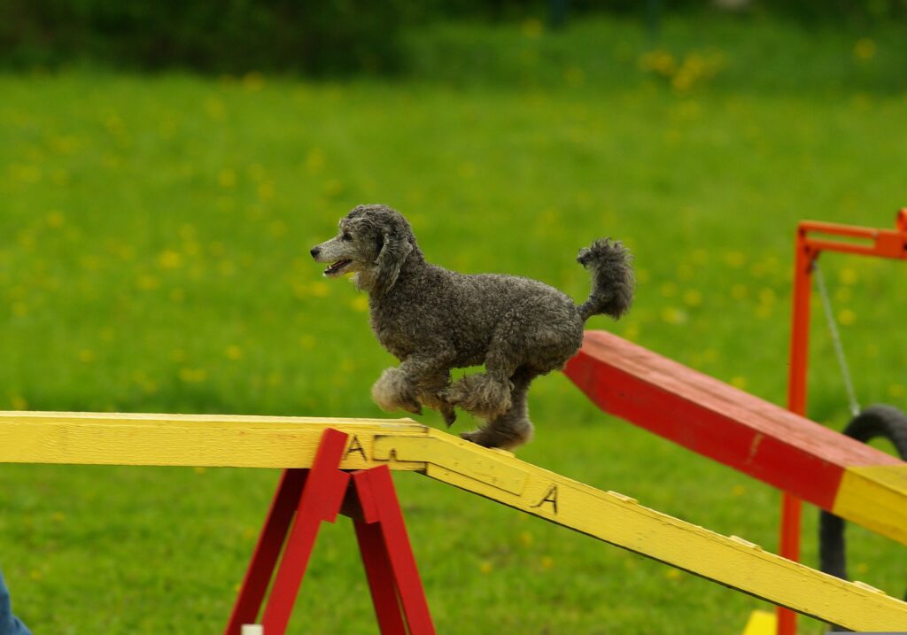 Hund som tränar agility som likt agilt arbetssätt är snabbrörligt